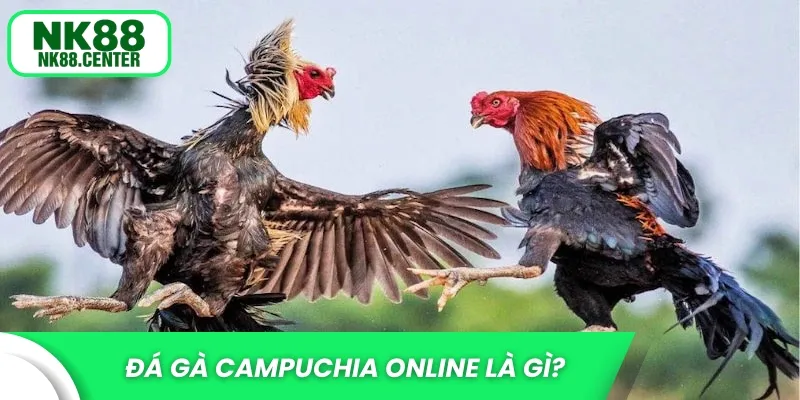 Đá gà Campuchia online là gì?